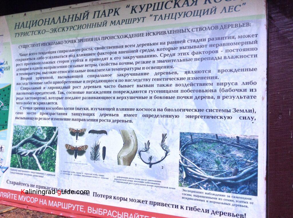 Куршская коса, танцующий лес