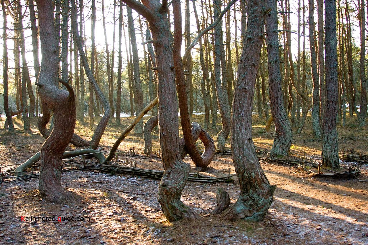 Куршская коса фото